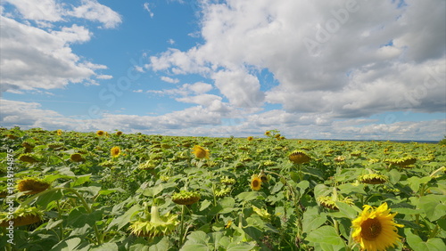 Quadro su tela A Stunning and Vibrant Sunflower Field Spanning Under a Clear and Expansive Blue