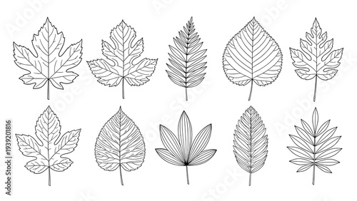 Botanical Line Art Leaves Collection: Decorative Foliage Outlines for Nature-Inspired Designs, Black and White Leaf Illustrations, Elegant Vector Graphics, Eco-Friendly Themes and Creative Projects