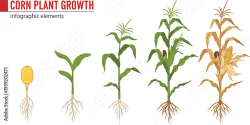 Corn Plant Growth Stages Infographic Showing Seedling, Leaf Development, and Mature Corn with Ears and Roots