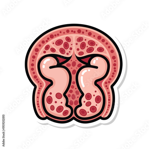 Illustration of kidneys anatomy with red blood cells and glomeruli in a detailed medical diagram, viewed from the front, on a simple white background, file reference pektor4540.eps