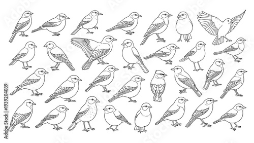 Serene Avian Array: Detailed Line Art of Various Bird Species in a Classic Style, Perfect for Coloring Books, Educational Materials, and Elegant Nature-Themed Designs and Projects