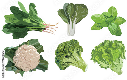 Vegetable illustrations: spinach, bok choy, basil, green and white cauliflower, lettuce illustrations
