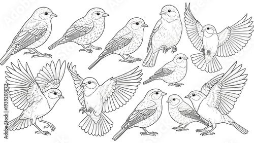 Elegant Line Art of Sparrows in Various Poses: A Detailed Vector Illustration for Coloring Books, Educational Materials, and Ornithology Projects, Ideal for Nature Enthusiasts