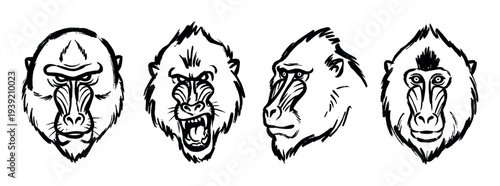 Set of four hand-drawn mandrill heads showing various expressions like anger and calmness in a bold black ink brush stroke sketch style illustration