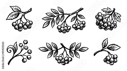 Set of six hand-drawn rowan berry illustrations in a black ink sketch style, showing various branches with leaves and clusters of fruit for a natural botanical design