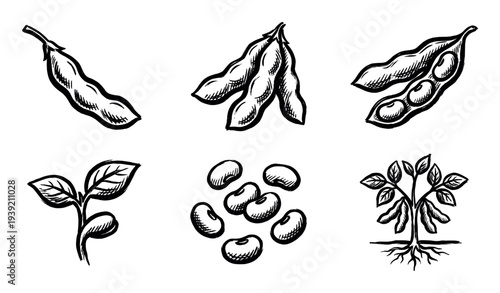 Hand-drawn soybean plant life cycle illustrations showing the pod, beans, sprout, and mature plant with roots in a vintage black and white ink sketch or woodcut style