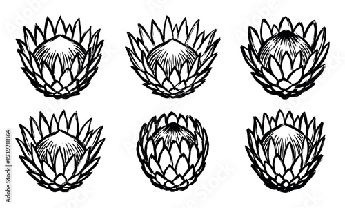 Six hand-drawn black ink protea flower illustrations in a bold, graphic brush stroke style, showcasing the exotic plant's spiky bracts and round shape in a minimalist botanical set