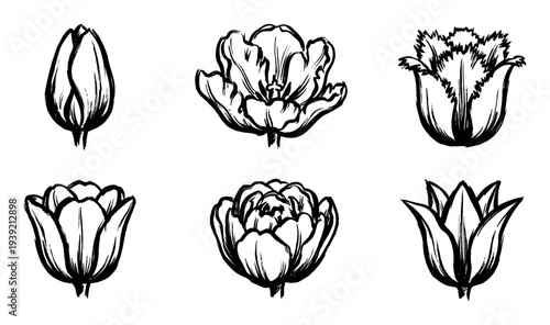 Set of six black ink tulip illustrations showing different flower varieties and blooming stages in a bold, graphic, hand-drawn brush stroke style for botanical design