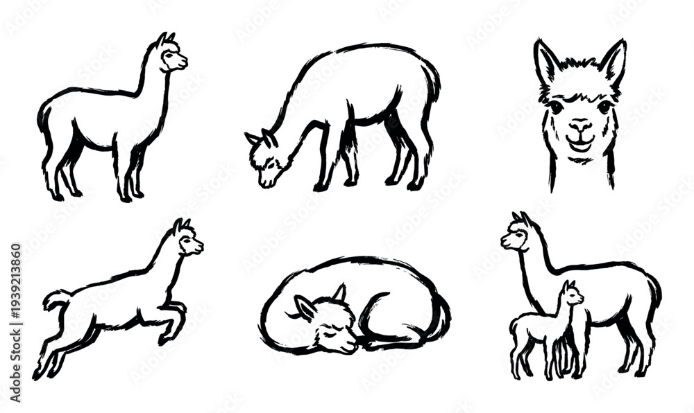 Obraz premium Collection of black ink alpaca illustrations shows the cute animal in various poses, including standing, grazing, jumping, sleeping, a portrait, and with its baby cria