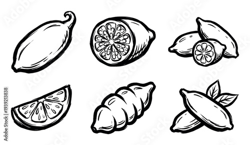Hand-drawn set of finger lime citrus fruit in a black ink brush style, with whole, sliced, and wedge illustrations showing the unique caviar-like pulp