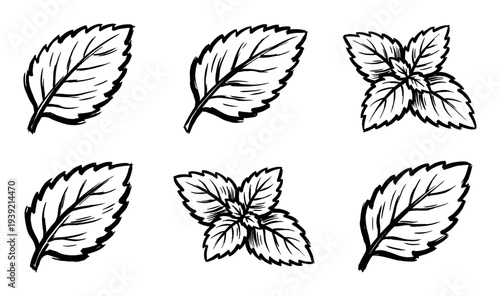 Mint leaves and sprigs hand-drawn in a black ink sketch style, a set of six botanical illustrations with jagged edges and a rough, artistic brush stroke texture