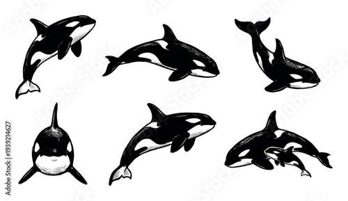 Set of six black and white orca illustrations in a hand-drawn sketch style, showing the marine mammals in various dynamic swimming and jumping poses, including a mother and calf