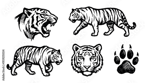 Set of black ink tiger illustrations featuring a roaring head, walking poses, a frontal portrait, and a paw print, all rendered in a dynamic, hand-drawn sketch style