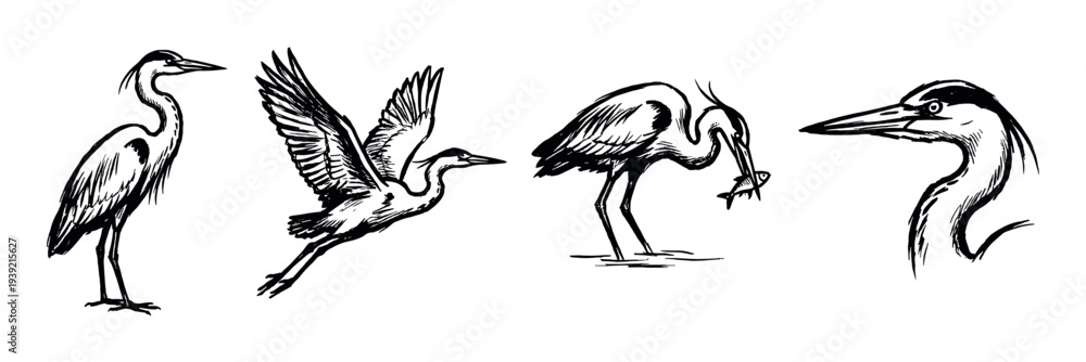 Obraz premium Set of four black ink sketches of a great blue heron in various poses, including standing, flying, catching a fish, and a detailed head portrait in a minimalist graphic style