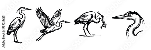 Set of four black ink sketches of a great blue heron in various poses, including standing, flying, catching a fish, and a detailed head portrait in a minimalist graphic style