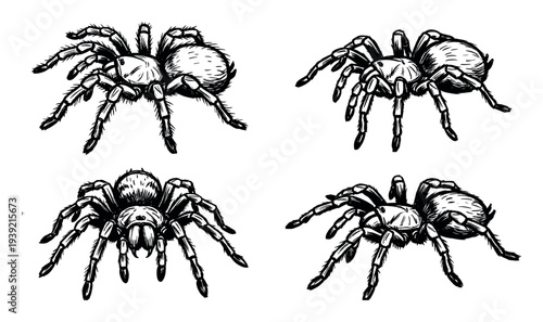 Set of four hand-drawn tarantula spider illustrations in a detailed black and white ink sketch style, showing the arachnids from various angles in different poses