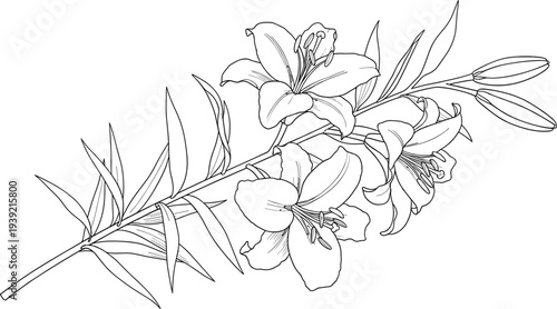 Flavector elegant hand drawn botanical line art lily flower blooming branch with leaves and floral silhouettes for wedding design elements.