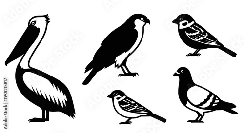 Diverse Bird Silhouettes Collection: Pelican, Hawk, Sparrows, and Pigeon Vector Art