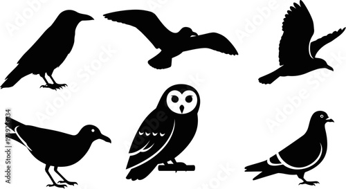 Diverse Bird Silhouettes Set: Crow, Owl, Pigeon, and Flying Birds Vector Collection