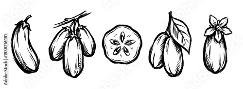 Hand-drawn honeysuckle berry illustrations set in a sketchy ink style showing the whole fruit, a cross-section, flower, and berries on a branch in a monochrome design