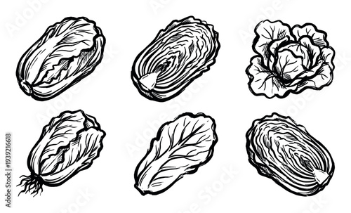 Set of hand-drawn Chinese cabbage illustrations in a bold black ink sketch style, showing whole, halved, and leaf views for healthy food and vegetarian cooking concepts