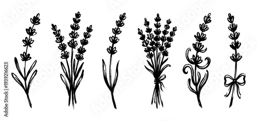 Set of six black ink lavender flower illustrations in a hand-drawn brush stroke style, showing single stems, rustic bouquets, and sprigs with bows for a minimalist design