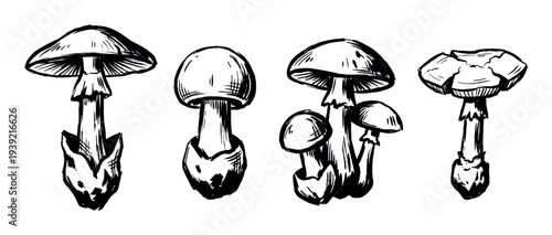 Four black ink hand-drawn mushroom illustrations in a sketchy artistic style, showing various fungi with bold brushstrokes and detailed cross-hatching