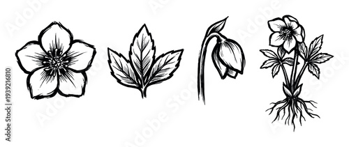 Hand-drawn black ink botanical illustration set of a Hellebore flower, including a detailed bloom, leaf, bud, and the entire plant with its root system