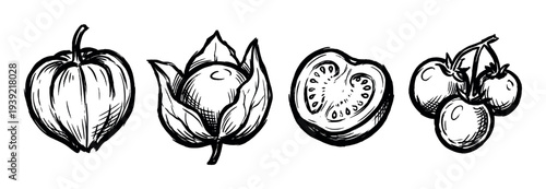 Hand-drawn black ink tomato illustrations set in a rough sketch style, featuring a whole vegetable, a tomatillo, a half slice, and a cluster of cherry tomatoes on a vine