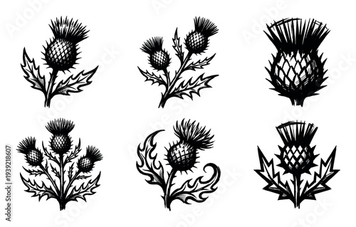 Set of six black thistle flower illustrations in a hand-drawn sketchy style, showing various graphic designs of the spiky plant with bold, expressive ink strokes and sharp leaves