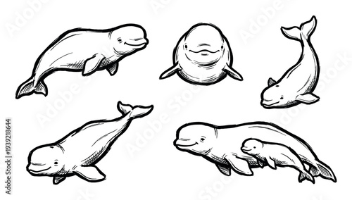 Collection of hand-drawn beluga whale illustrations showing various poses including a mother and calf, rendered in a charming black and white sketch style for graphic design