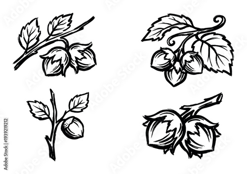 Four hand-drawn hazelnut branch illustrations in a bold black ink sketch style, showing nuts and leaves in a graphic, artistic collection of botanical design elements