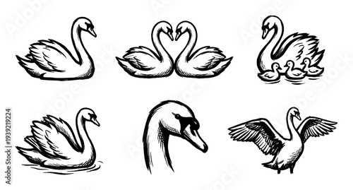 Set of six black ink swan illustrations showing different poses like a pair forming a heart, a mother with cygnets, and a bird with spread wings in a hand-drawn sketch style