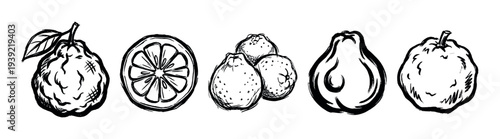 Set of hand-drawn bergamot fruit illustrations in a rough ink sketch style showing whole, sliced, and grouped citrus fruits in a monochrome design