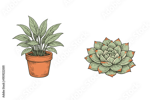 A vintage-style botanical illustration featuring a leafy green plant in a terracotta pot and a succulent with red-tipped leaves, both set against a solid black background.