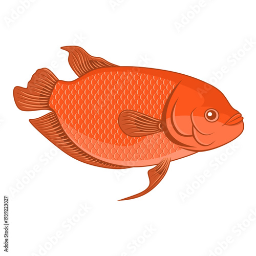 Vector illustration of a gourami fish in side view with detailed scales isolated on a white background. Ideal for food menus, fishery designs, restaurant branding, packaging, and educational materials