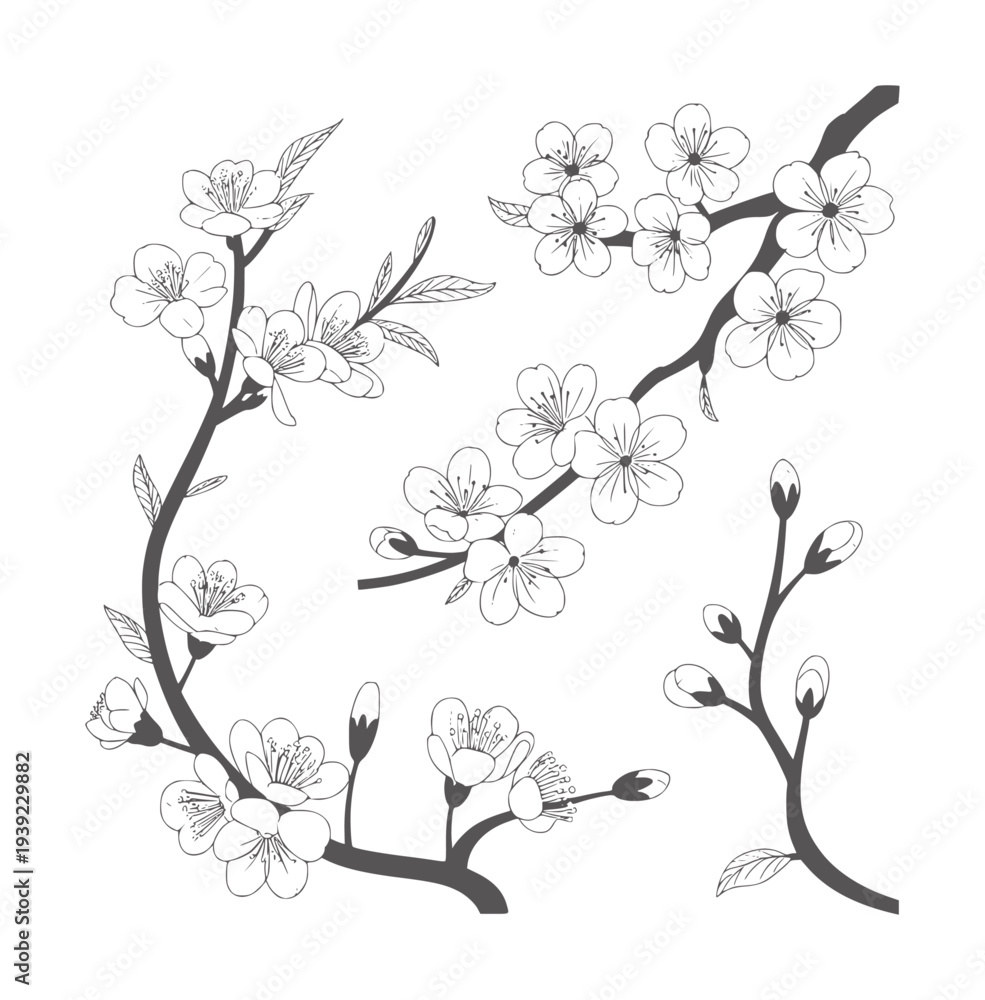 Fototapeta premium Black and white line of blooming cherry blossom branches flower