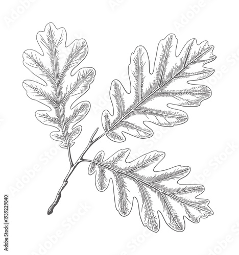 Black and white etching of three oak leaves a stem leaf branch