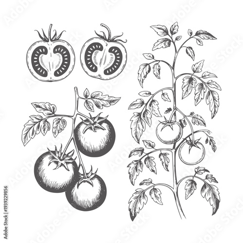 Black and white hand drawn botanical of tomatoes and tomato plants