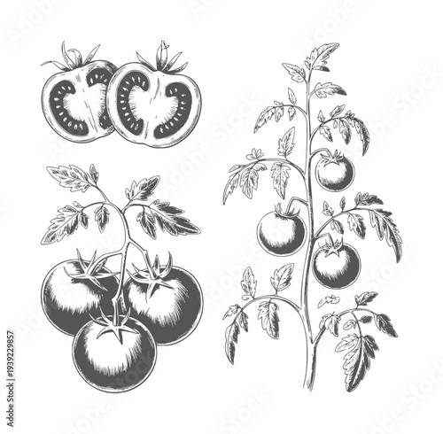 Black and white hand drawn botanical of tomatoes vine and cut halves plant fruit