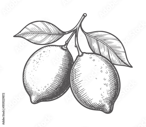 Black and white hand drawn of two lemons a branch with leaves