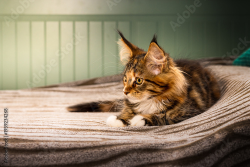 Maine Coon Katzen Baby.