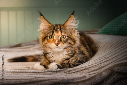 Maine Coon Katzen Baby.