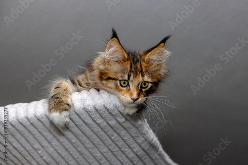 Maine Coon Katzen Baby.