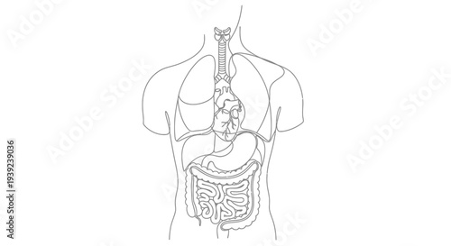 Human torso anatomy diagram showing digestive system organs.