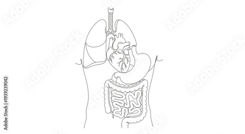 Human digestive system illustration outline.