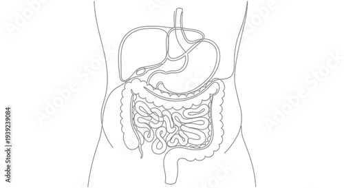 Human Digestive System Diagram Illustration.