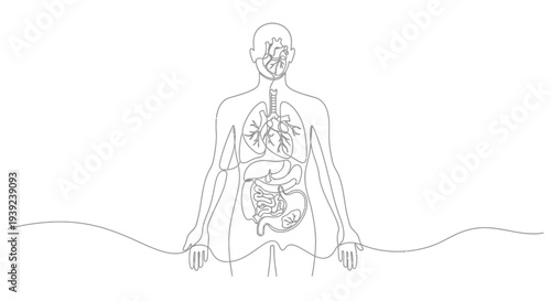 Human body anatomy illustration with visible internal organs.