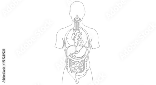 Human body anatomy illustration showing digestive system.