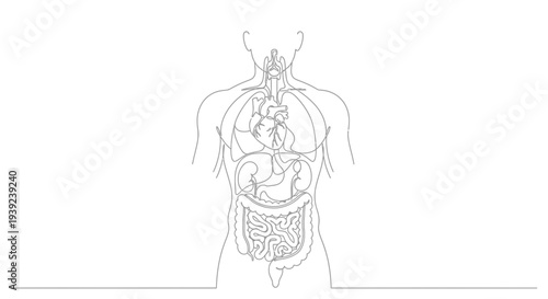 Wallpaper Mural Continuous line drawing of human body anatomy. Torontodigital.ca